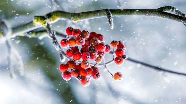 Foto rode bessen van lijsterbes op een boom tijdens een sneeuwval