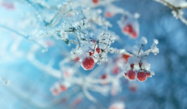 Rode bessen van viburnum met rijm op de takken. detailopname