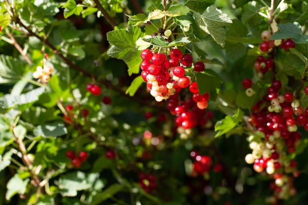 rode bessenstruik met veel hangend fruit