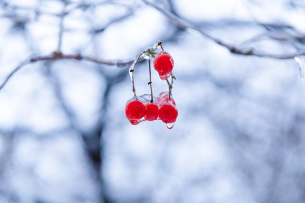 Foto rode bevroren bessen buiten het winterseizoen van de natuur met bevroren lijsterbessen takje winteraard