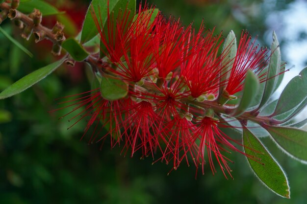 rode bezem of Callistemon citrinus