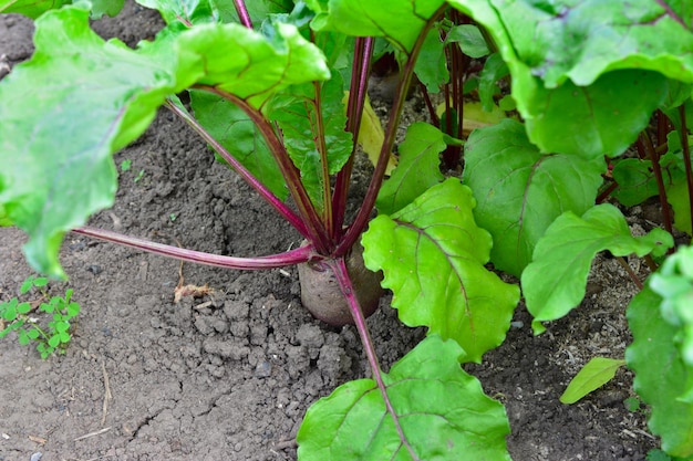 rode biet in de grond op tuinbed, close-up