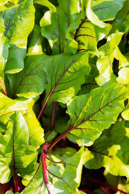 Rode bietenbladeren in een tuin. Achtergrond van bietenbladeren