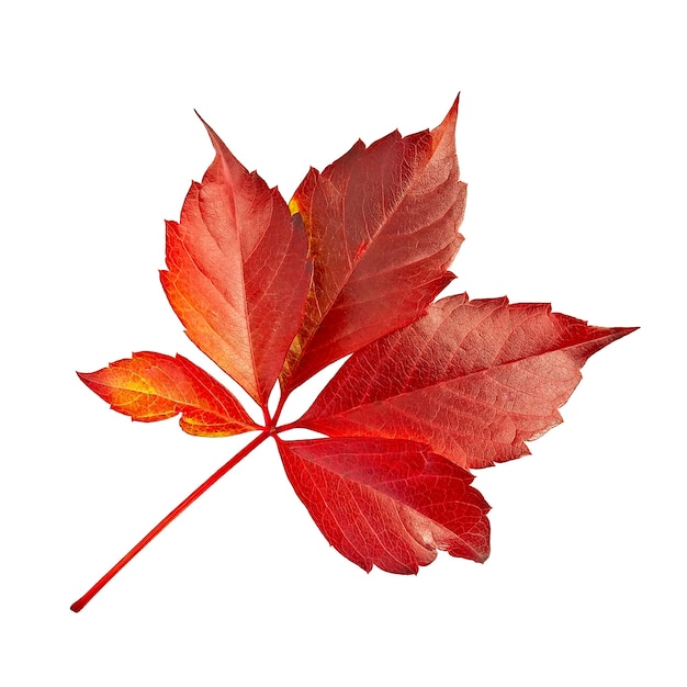 Rode blad decoratieve druiven geïsoleerd