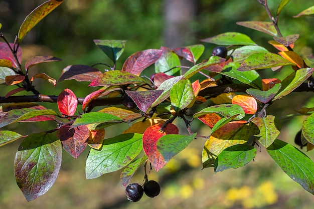 rode bladeren close-up Veelkleurige loof Cotoneaster lucidus