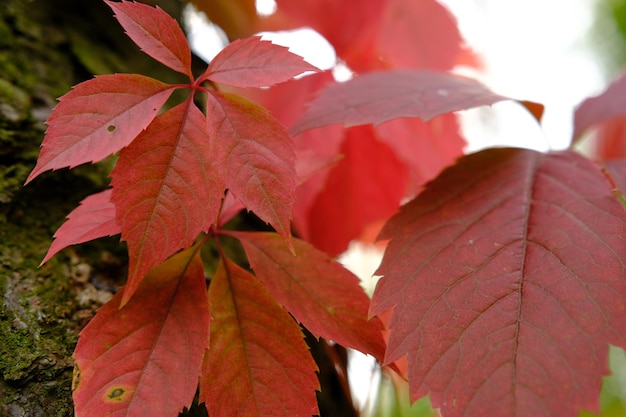 Rode bladeren in de herfst van wilde druif