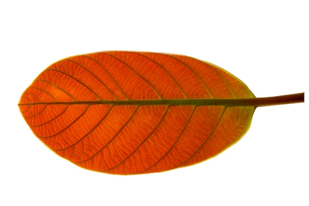 Rode bladeren op een witte achtergrond isoleren