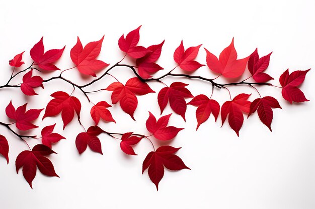 Rode bladeren schaduw op witte achtergrond