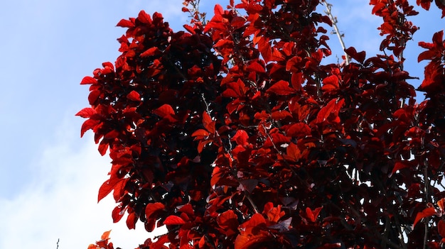 Rode bladeren tegen de blauwe lucht. Prunus cerasifera. Spanje. Lente. Kleurrijke bloemencompositie