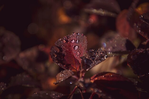 rode bladeren van een struik in de warme herfstzon na een koude regen