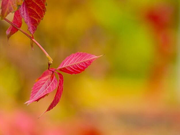 Rode bladeren van wilde druiven op een wazige achtergrond Herfst achtergrond van veelkleurige bladeren