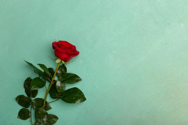 Rode bloeiende roos op een groene textuur achtergrond kopie ruimte