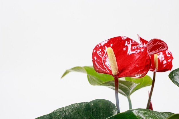 Rode bloem anthurium close-up met plaats voor tekst