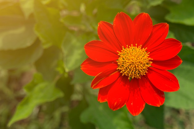 Rode bloem en blad achter met kopie-ruimte