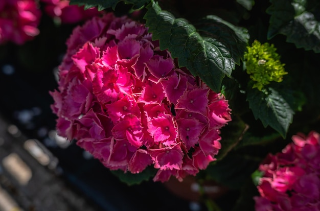 Rode bloem Hydrangea macrophylla