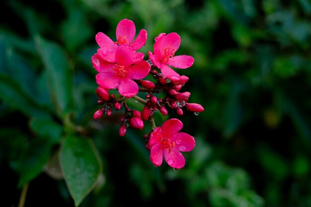 rode bloem in de tuin