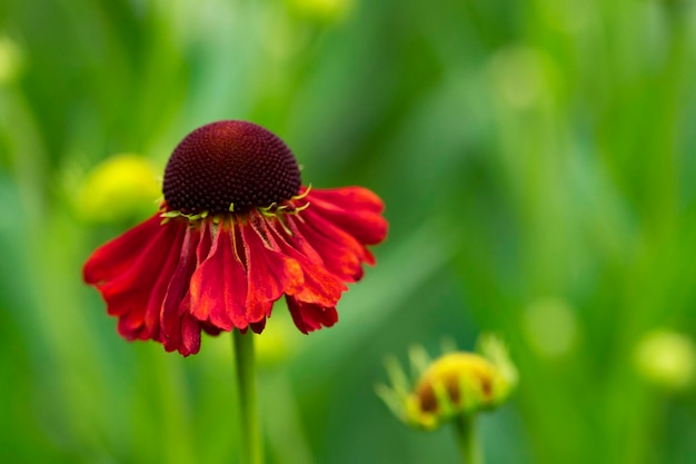 Rode bloem in een weiland