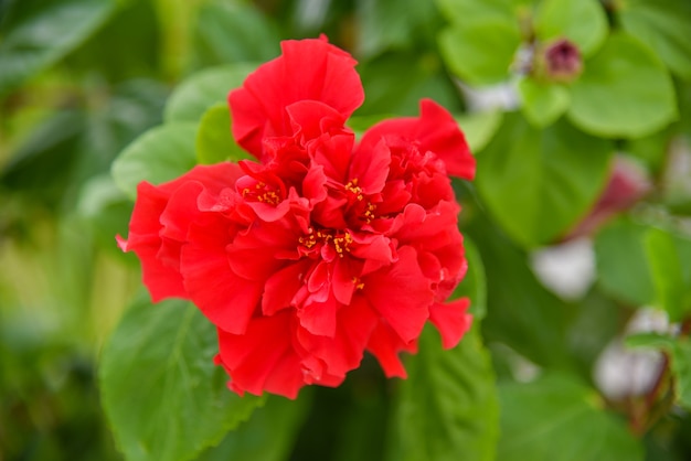 Rode bloem in tuin, Lila lentebloemen