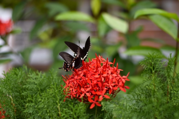 Foto rode bloem met vlinder