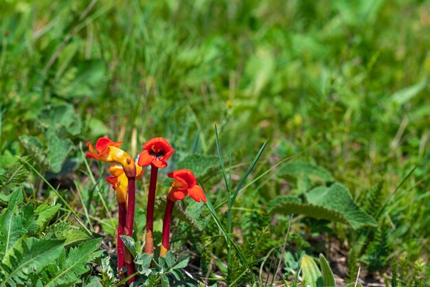 Rode bloem van Aeginetia indica