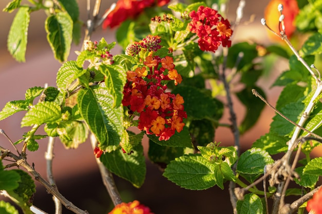 Rode bloem van gewone lantana