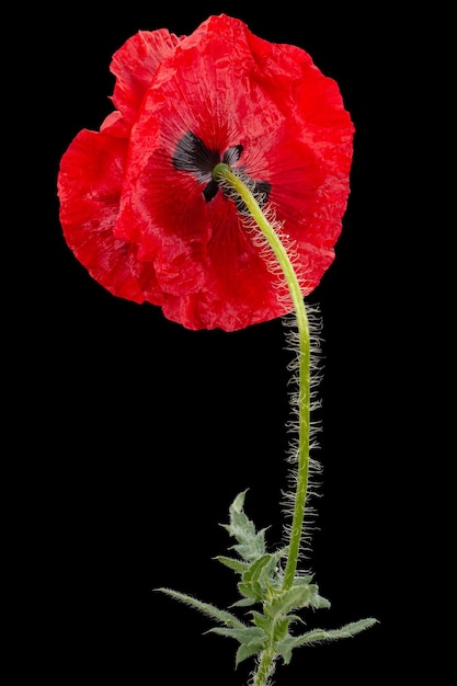 Rode bloem van poppy lat Papaver geïsoleerd op zwarte achtergrond