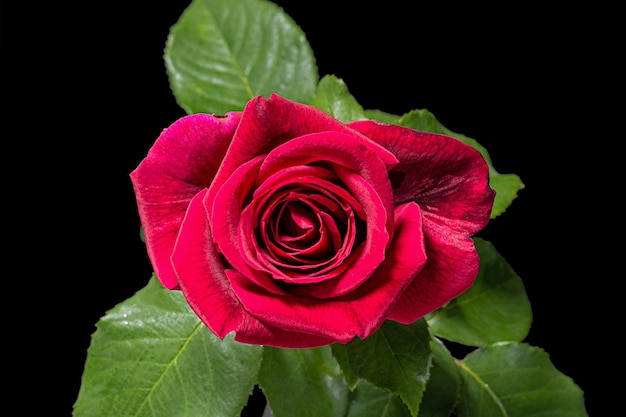 Rode bloem van roos geïsoleerd op zwarte achtergrond