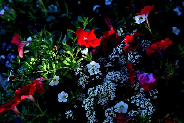 Foto rode bloemen bloeien buiten