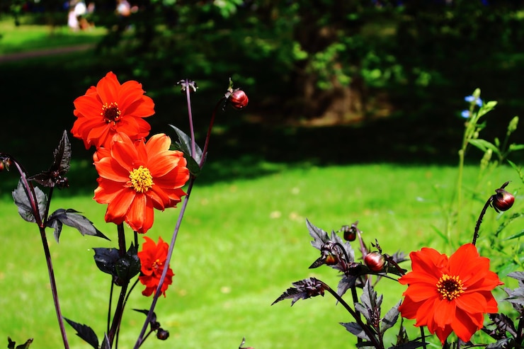Foto rode bloemen bloeien in de tuin.