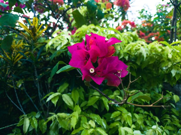 Rode bloemen bloeien in een stadspark in zuid-jakarta in indonesië azië