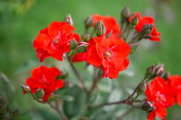 Rode bloemen in een groen veld