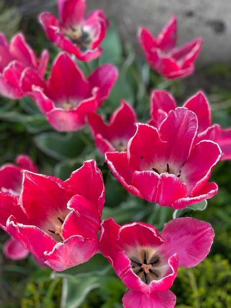 Rode bloemen in het veld