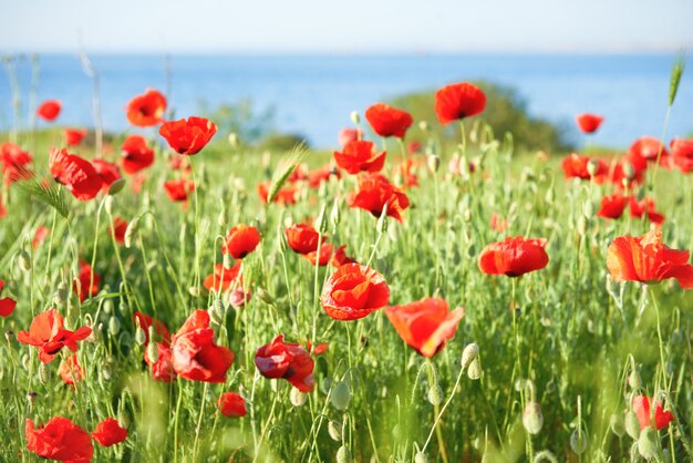 Rode bloemen klaprozen op veld met groen gras