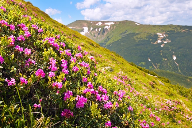 Rode bloemen op de zomerberghelling