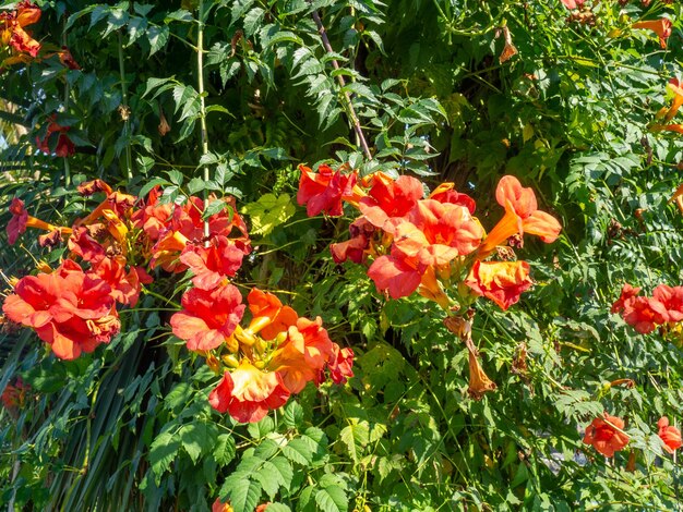 Rode bloemen op een struik Prachtige tuin Element van de natuur