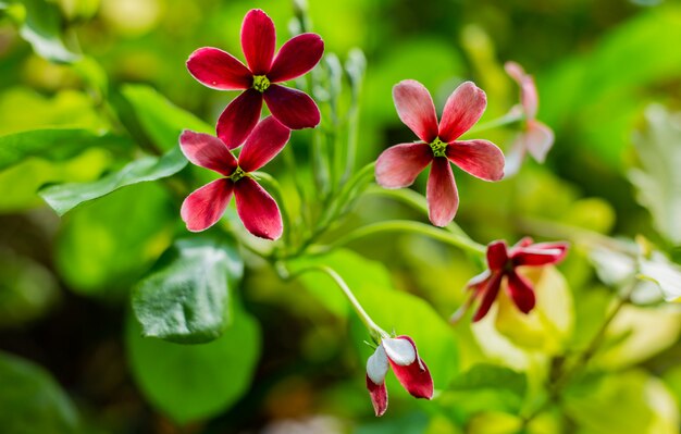 Rode bloemen op groene ondergrond