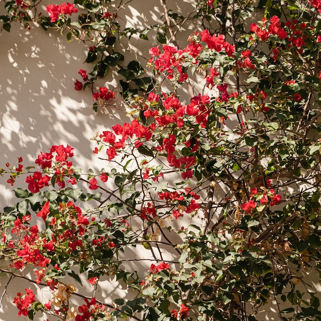 Rode bloemen planten takken en zonlichtschaduw op neutrale beige muur