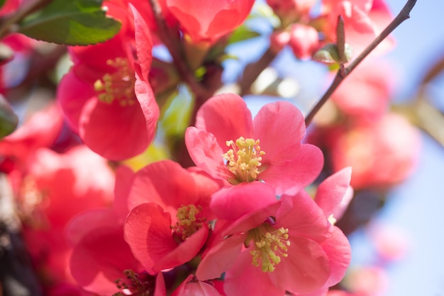 Rode bloemen van bloeiende sakuraboom in het voorjaar.