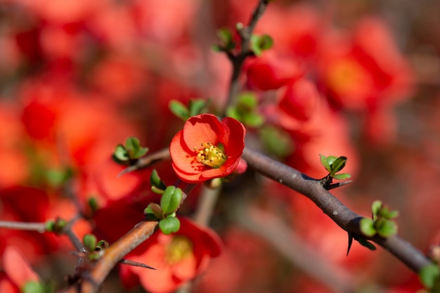 Rode bloemen van chaenomeles x superba granaat op een tak in de tuin selectieve focus mooi