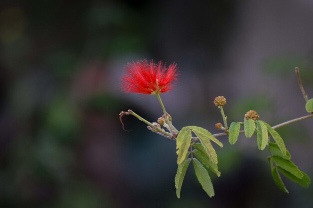 Rode bloemen van de plant Calliandra tweediei of rode plumerillo