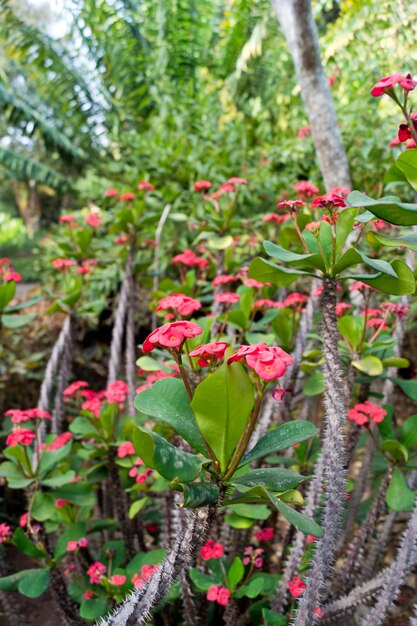 Foto rode bloemen van een euphorbia milii