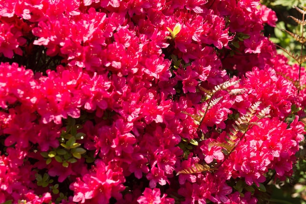 Rode bloemen van een plant in het graf genaamd 47 Ronin in het Sengakuji-gebied Tokyo Japan