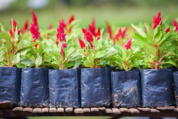 Rode bloemen van Hanekam in de kinderkamer buiten Celosia argentea, vossestaartamarant - Hanekambloem in zwarte plastic zak