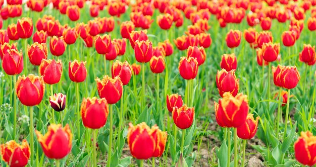 Rode bloemen van verse Hollandse tulpen in de veldlente