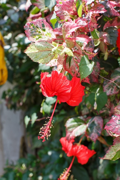 Foto rode bloemen