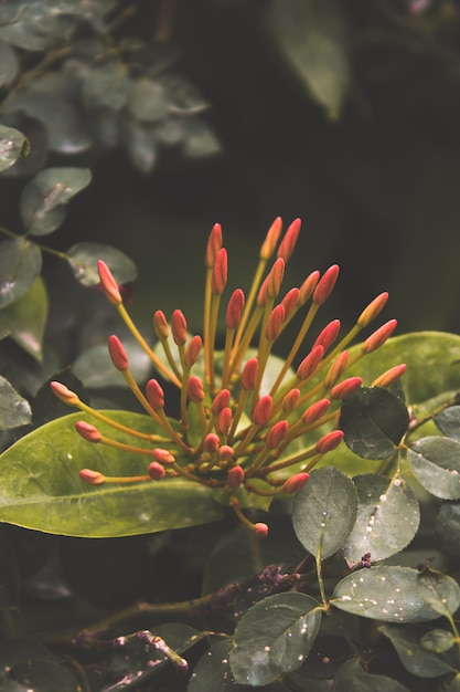 rode bloemknoppen die in cluster bloeien