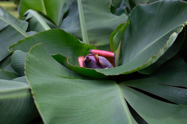 Rode bloesem van bananenboom