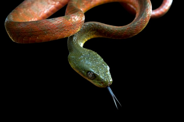 Rode boiga slang zijaanzicht hoofd dier close-up