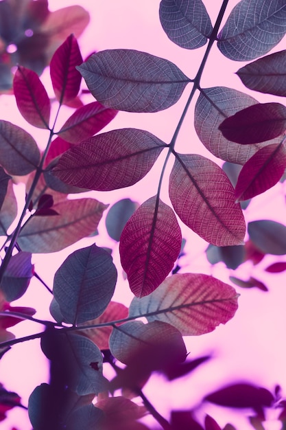 Foto rode boombladeren in de herfst, roze achtergrond