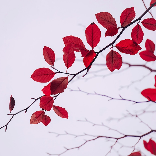 Rode boombladeren in herfstkleuren in het herfstseizoen